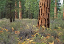 Forests039.jpg