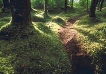 Forests040.jpg