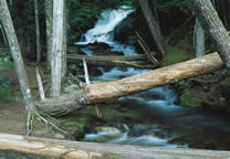 Forests041.jpg