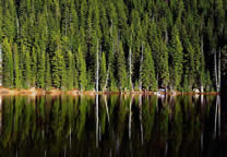 Forests042.jpg