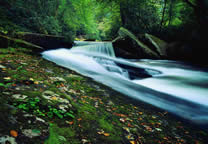 Forests043.jpg