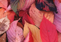 Forests044.jpg