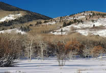 Forests045.jpg