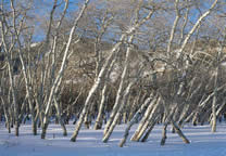 Forests046.jpg