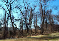 Forests047.jpg