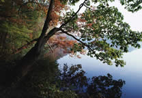 Forests048.jpg