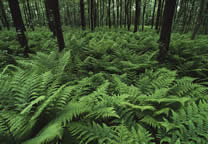 Forests050.jpg