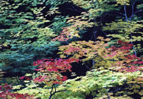 Forests051.jpg