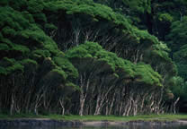 Forests052.jpg