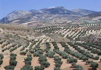Mountains006.jpg