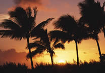 Tropics004.jpg
