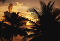 Tropics005.jpg
