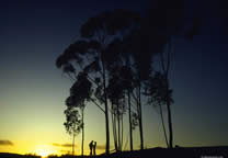 Tropics006.jpg