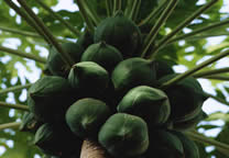 Tropics007.jpg