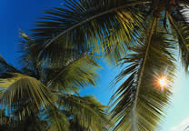 Tropics008.jpg
