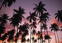 Tropics015.jpg