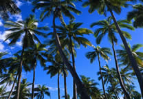 Tropics016.jpg
