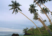 Tropics018.jpg