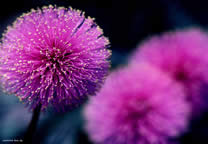 flower_001.jpg