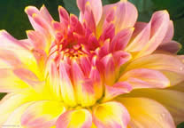flower_002.jpg