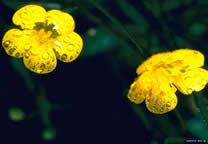 flower_003.jpg