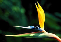flower_004.jpg