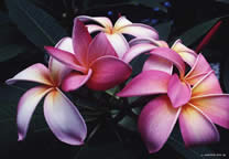 flower_006.jpg