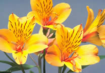 flower_007.jpg