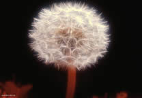 flower_008.jpg