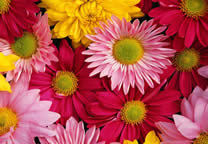 flower_009.jpg