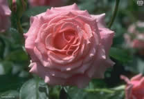 flower_012.jpg
