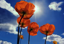 flower_013.jpg
