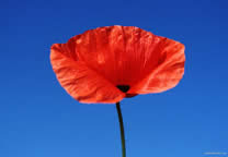 flower_014.jpg