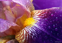 flower_015.jpg