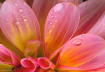 flower_016.jpg