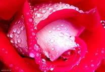 flower_018.jpg