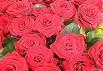 flower_019.jpg