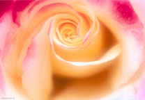 flower_020.jpg