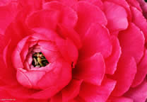 flower_021.jpg