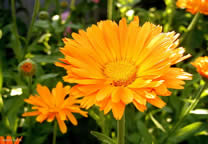 flower_022.jpg