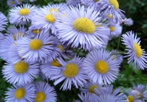 flower_023.jpg