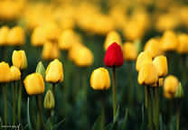 flower_024.jpg