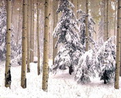 misc_00079.jpg
