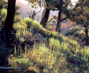 misc_00085.jpg