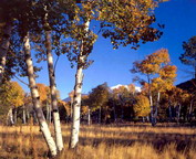 misc_00086.jpg