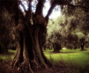 nature006.jpg