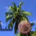 places020.jpg