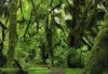Forests002.jpg