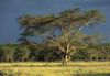 Forests004.jpg