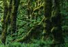 Forests007.jpg